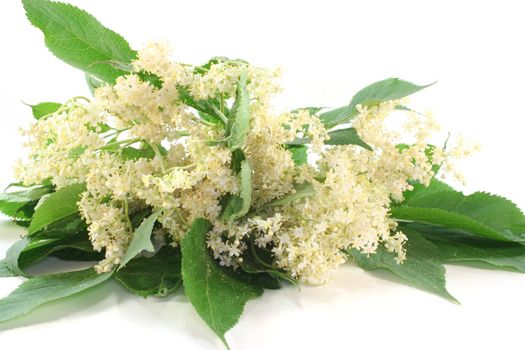 a branch of elder flowers with leaves on white background