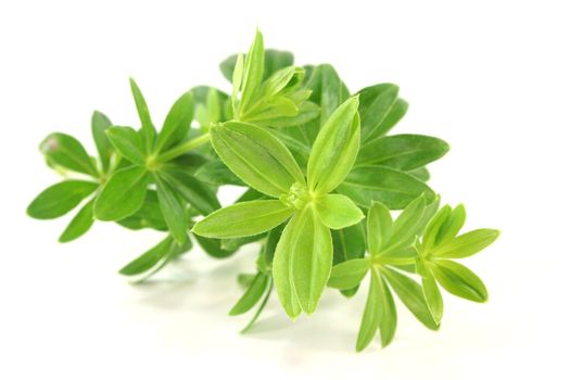 fresh sweet woodruff on a white background