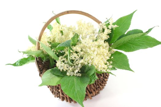 a branch of elder flowers with leavesin a basket on white background
