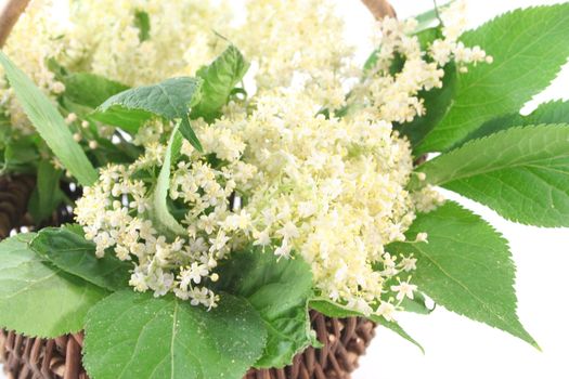 a branch of elder flowers with leavesin a basket on white background