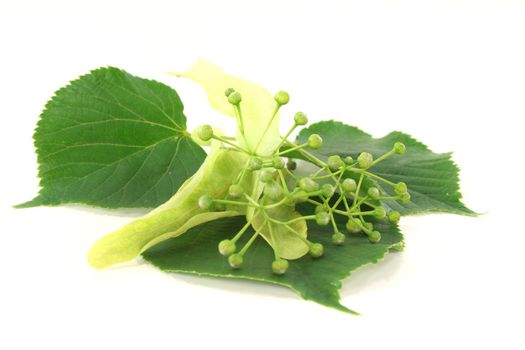 Linden flowers with buds and leaves on a white background