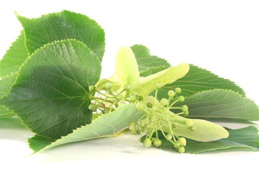 Linden flowers with buds and leaves on a white background