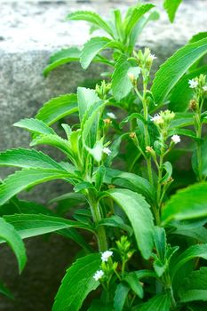 sheets of stevia in a garden