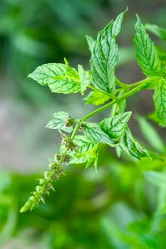 mint sheets in a garden