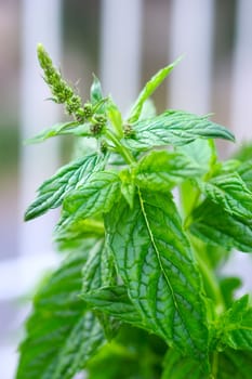 mint sheets in a garden