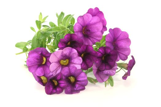 a bouquet of purple petunias on a white background