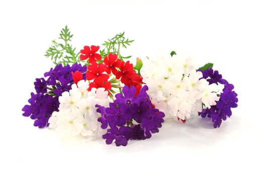 red, white and purple verbena with leaves on white background