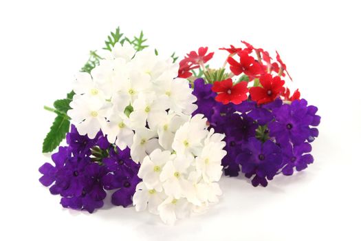 red, white and purple verbena with leaves on white background