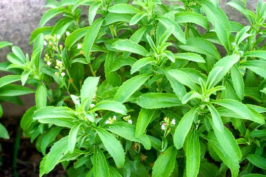 sheets of stevia in a garden