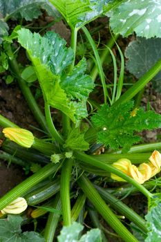 foot of zucchinis in a garden