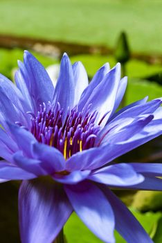 Tropical Waterlily Nymphaea Director George T Moore