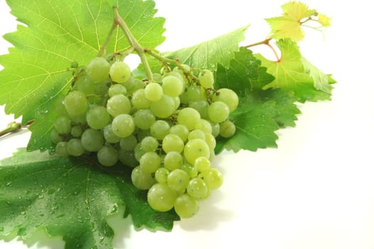 bright grapes with vine tendril before a white background