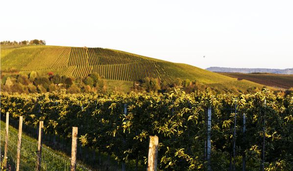 agricultural landscape with vineyards and orchards in south germany