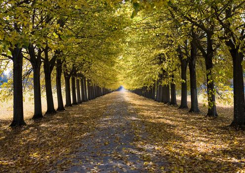 Road running through autumnal tree alley.