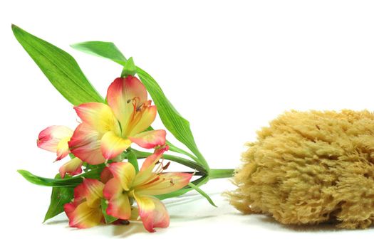 Wellness - flower and candle on a white background - Personal Care