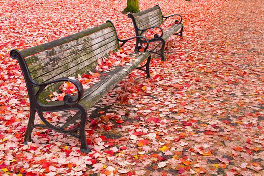 Park Benches in the Fall at Portland Oregon Downtown Waterfront