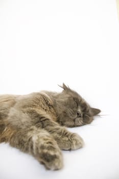 Sleeping cat on white background