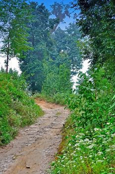 Clay stone road in Jungle,green trees,blue sky,bend of a road