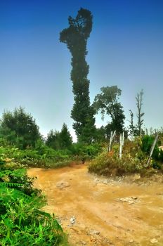 Tall tree,clay village road,blue sky,broken fence,bush,farn