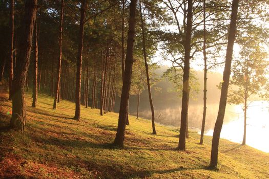 Sunbeams in Natural Spruce Woodland at Maehongson near Chiang mai, Thailand.