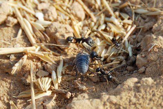 Fight of black ants with a bug near an anthill