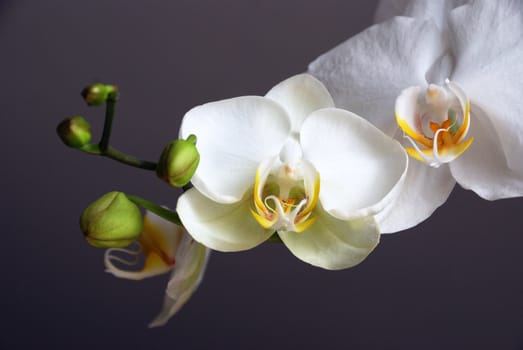 White orchids against a dark background