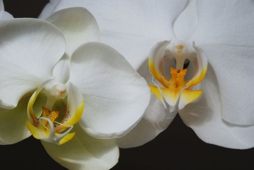 White orchids against a dark background