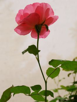 Romance pink rose close up