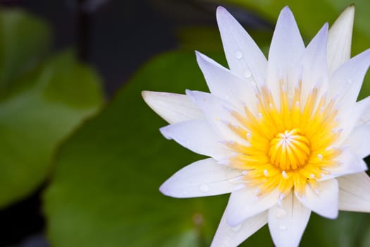 White Lotus in the garden