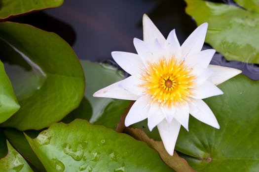 White Lotus in the garden