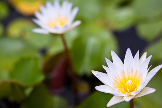 White Lotus in the garden
