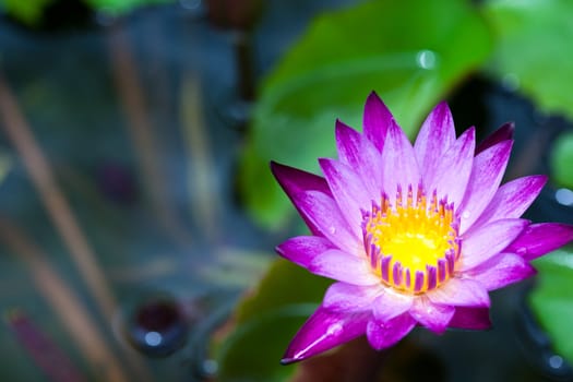 Purple lotus blossoms blooming