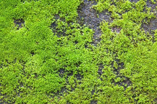 close up on top moss