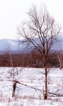 snow winter landscape on Kamchatka in Russia