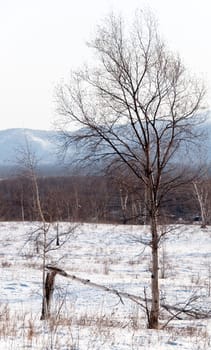 Oak tree in winter cold snow landscape