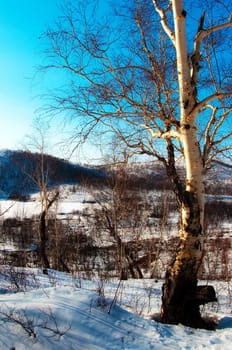Oak tree in winter cold snow landscape