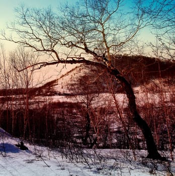 snow winter landscape on Kamchatka in Russia