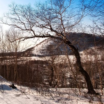 Oak tree in winter cold snow landscape