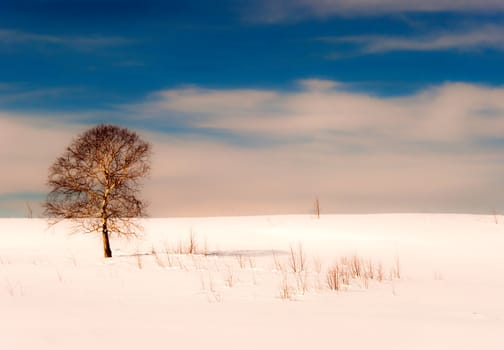 Oak tree in winter cold snow landscape