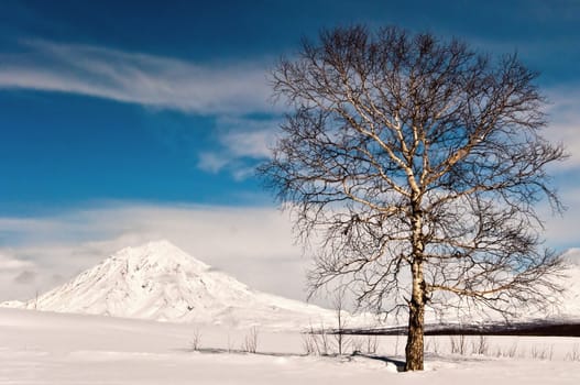 Oak tree in winter cold snow landscape