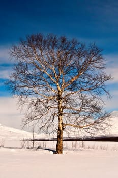 Oak tree in winter cold snow landscape