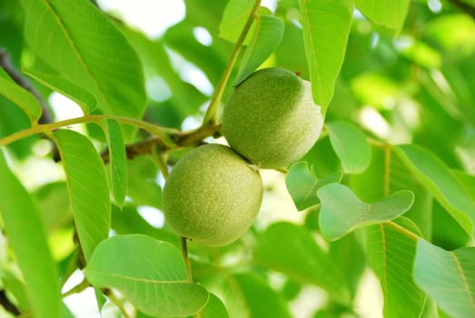 Fresh green leaves and fruits in sunny morning
