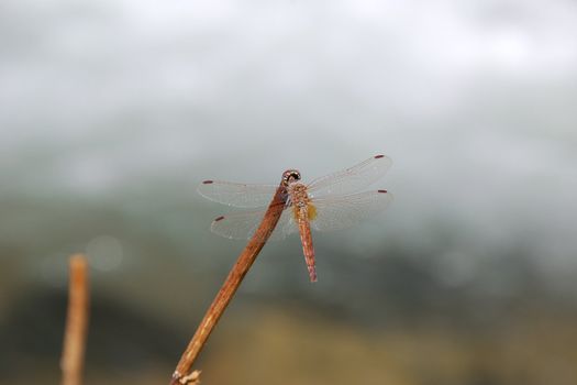A dragonfly sitting on a branch, with its wings spread out. 