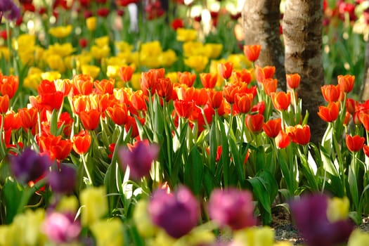 Field of tulips at Chiangrai, Thailand.