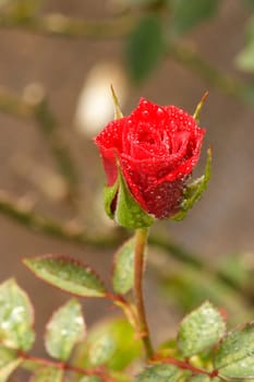 Red Rose in garden at Chiangmai, Thailand. 