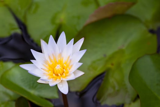 White Lotus in the garden