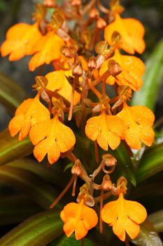 Yellow Snap Dragon Flower In National Park, Thailand 