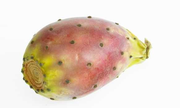 cactus pear