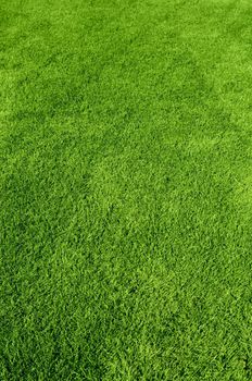 Photo of the beautiful green grass texture