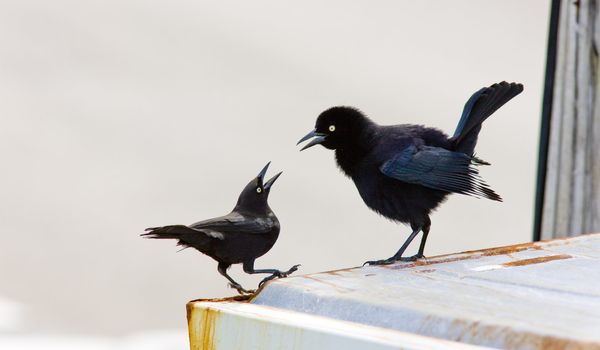 two black birds, Barbados